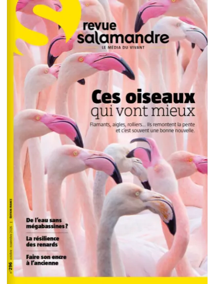 SALAMANDRE