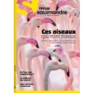 SALAMANDRE