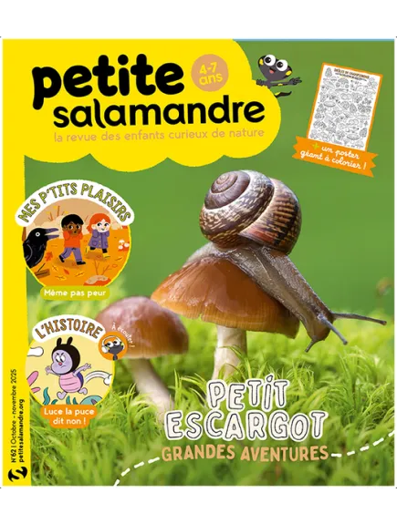 PETITE SALAMANDRE
