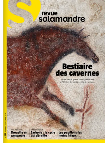 SALAMANDRE