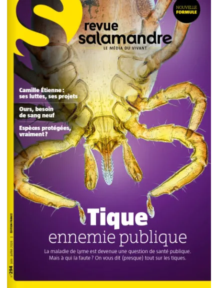 SALAMANDRE