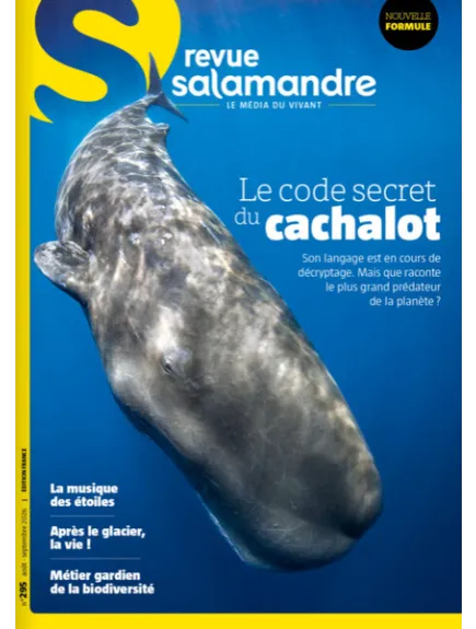 SALAMANDRE