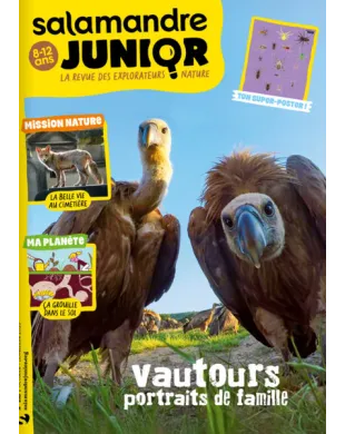 SALAMANDRE JUNIOR