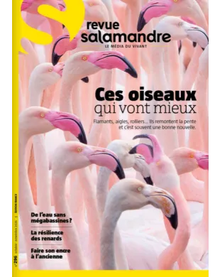 SALAMANDRE