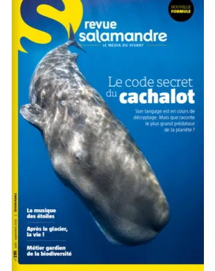 SALAMANDRE