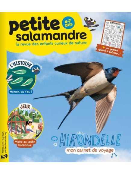 PETITE SALAMANDRE
