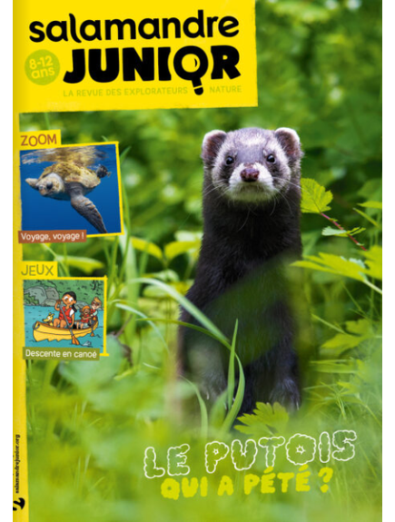 SALAMANDRE JUNIOR