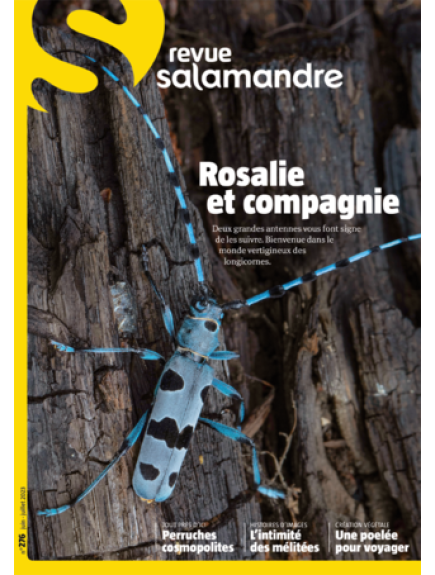 SALAMANDRE