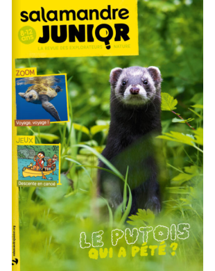 SALAMANDRE JUNIOR