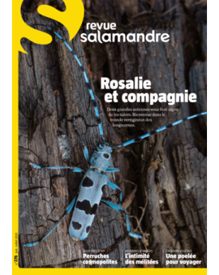 SALAMANDRE