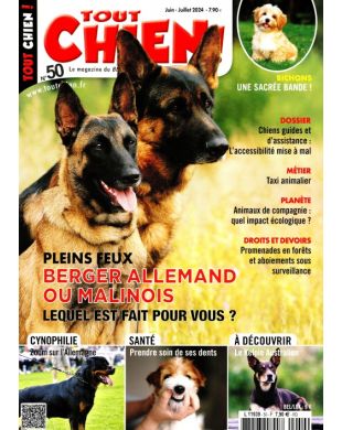 TOUT CHIEN